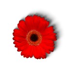 Poppy worn on Remembrance Day
